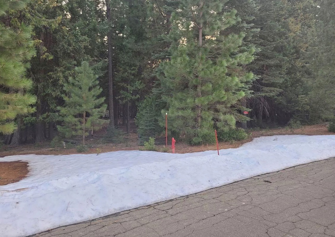 .51 Acres Of Residential Land For Sale In Shingletown, CA   Government Surplus Auction - Photo #5