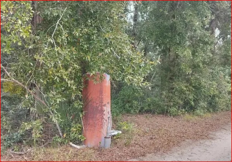 Wooded Home Site in Hernando, FL   Government Surplus Auction - Photo #3