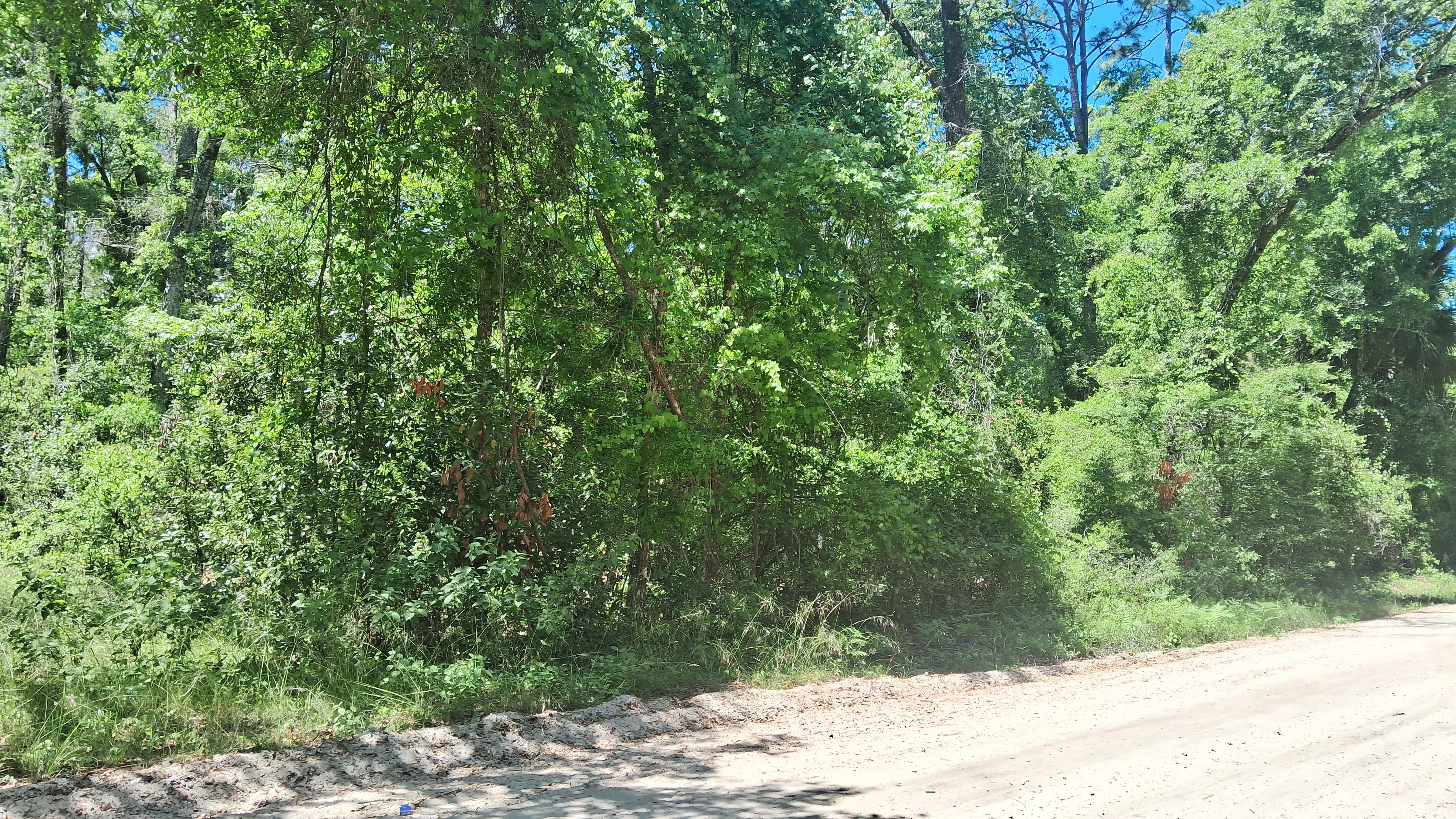 Buildable Residential Lot in Wakulla Gardens | 0.11 Acres | Near Tallahassee   Government Surplus Auction - Photo #4
