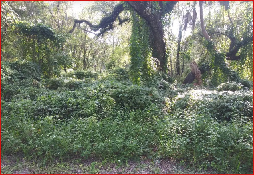 Vacant Residential Lot in Dade City, FL, Special  Warranty Deed!