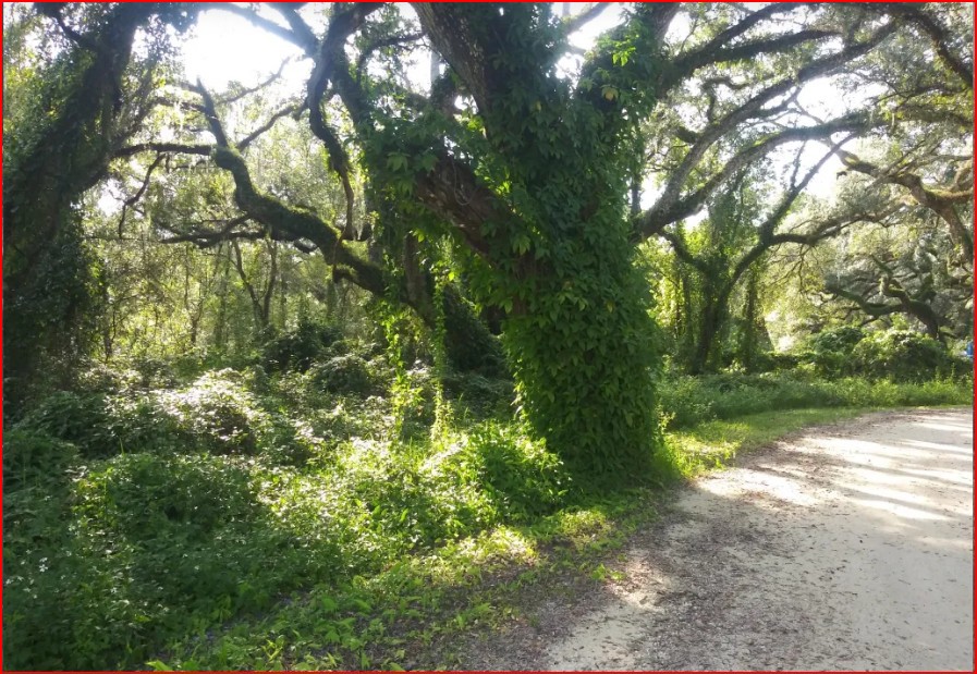 Vacant Residential Lot in Dade City, FL, Special  Warranty Deed!   Government Surplus Auction - Photo #3