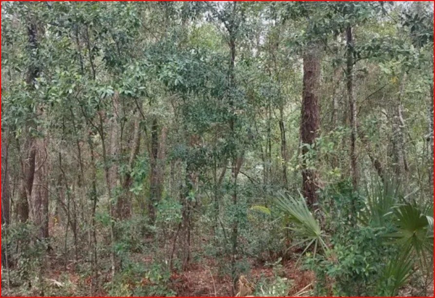 Wooded Home Site in Hernando, FL   Government Surplus Auction - Photo #2