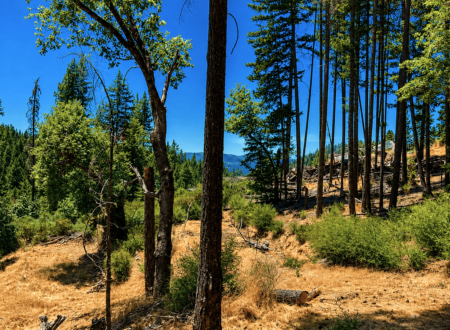 owner financed 3.34 acres trinity county ca 360 POWER LINE RD  HAYFORK, CA 96041