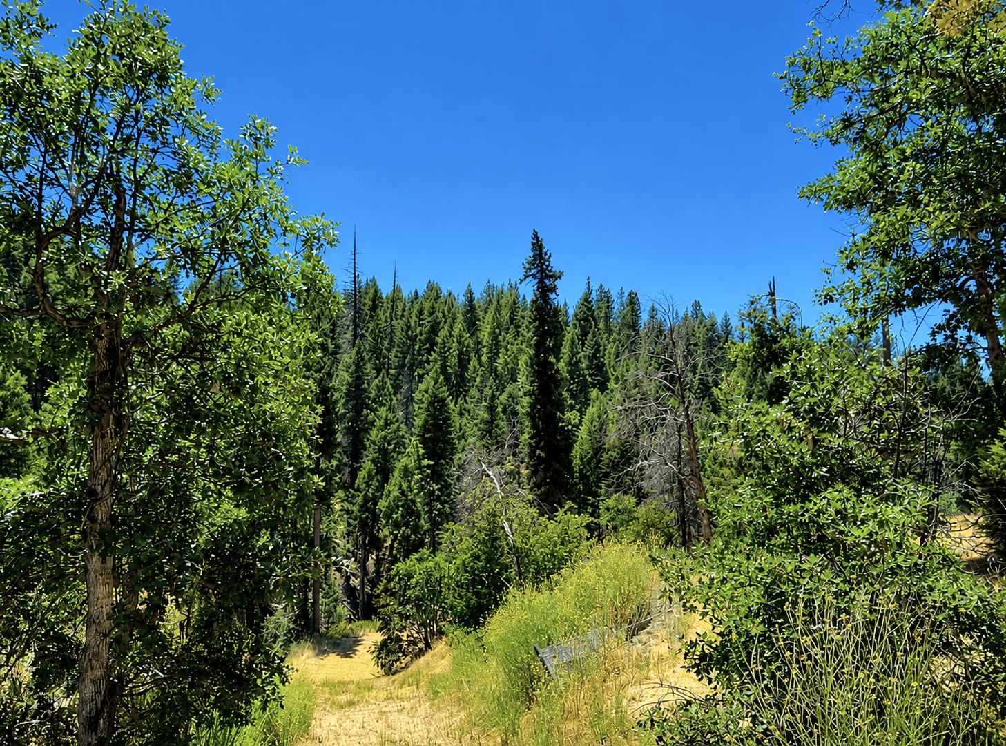 owner financed 3.34 acres trinity county ca 360 POWER LINE RD  HAYFORK, CA 96041   Government Surplus Auction - Photo #2