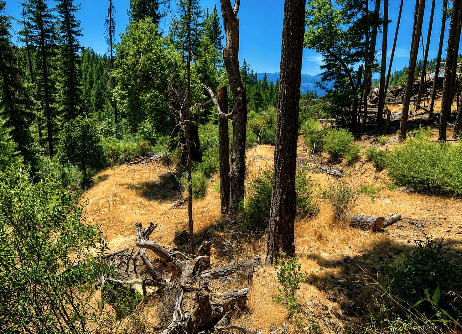 owner financed 3.34 acres trinity county ca 360 POWER LINE RD  HAYFORK, CA 96041   Government Surplus Auction - Photo #4