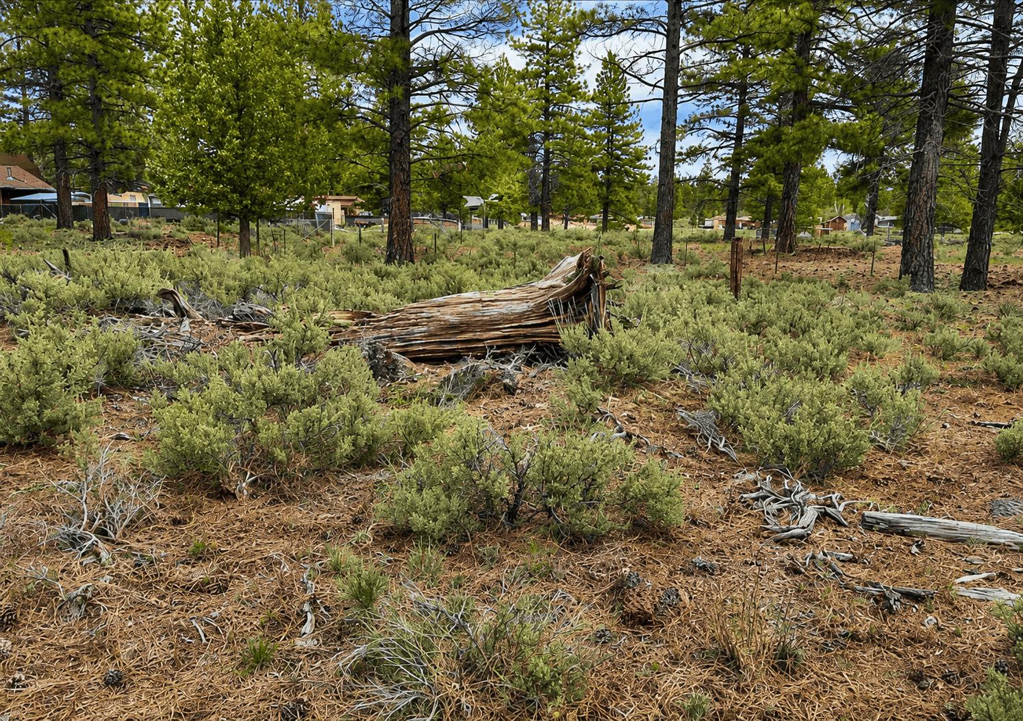 owner financed Size: 0.28 acres  APN: 077-412-019-000  Address: Hemlock Way, Susanville, CA 96130   Government Surplus Auction - Photo #2