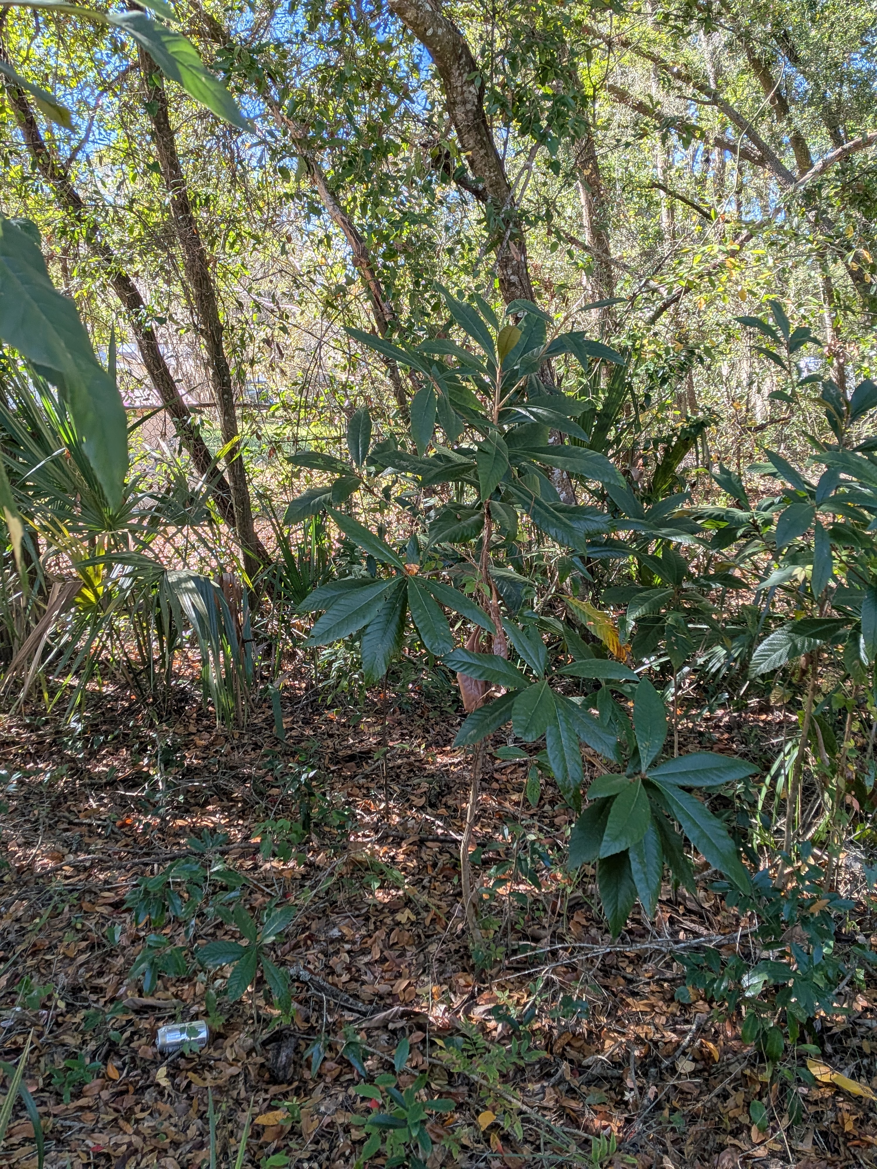 Mixed Residential Vacant Lot Near Lake Weir in Summerfield, FL   Government Surplus Auction - Photo #4