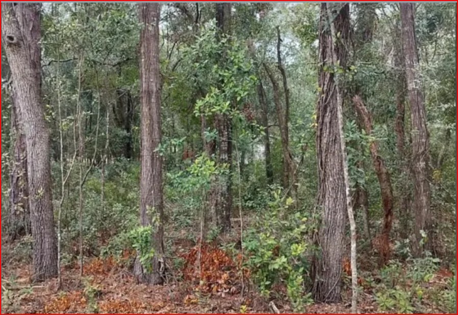 Wooded Home Site in Hernando, FL
