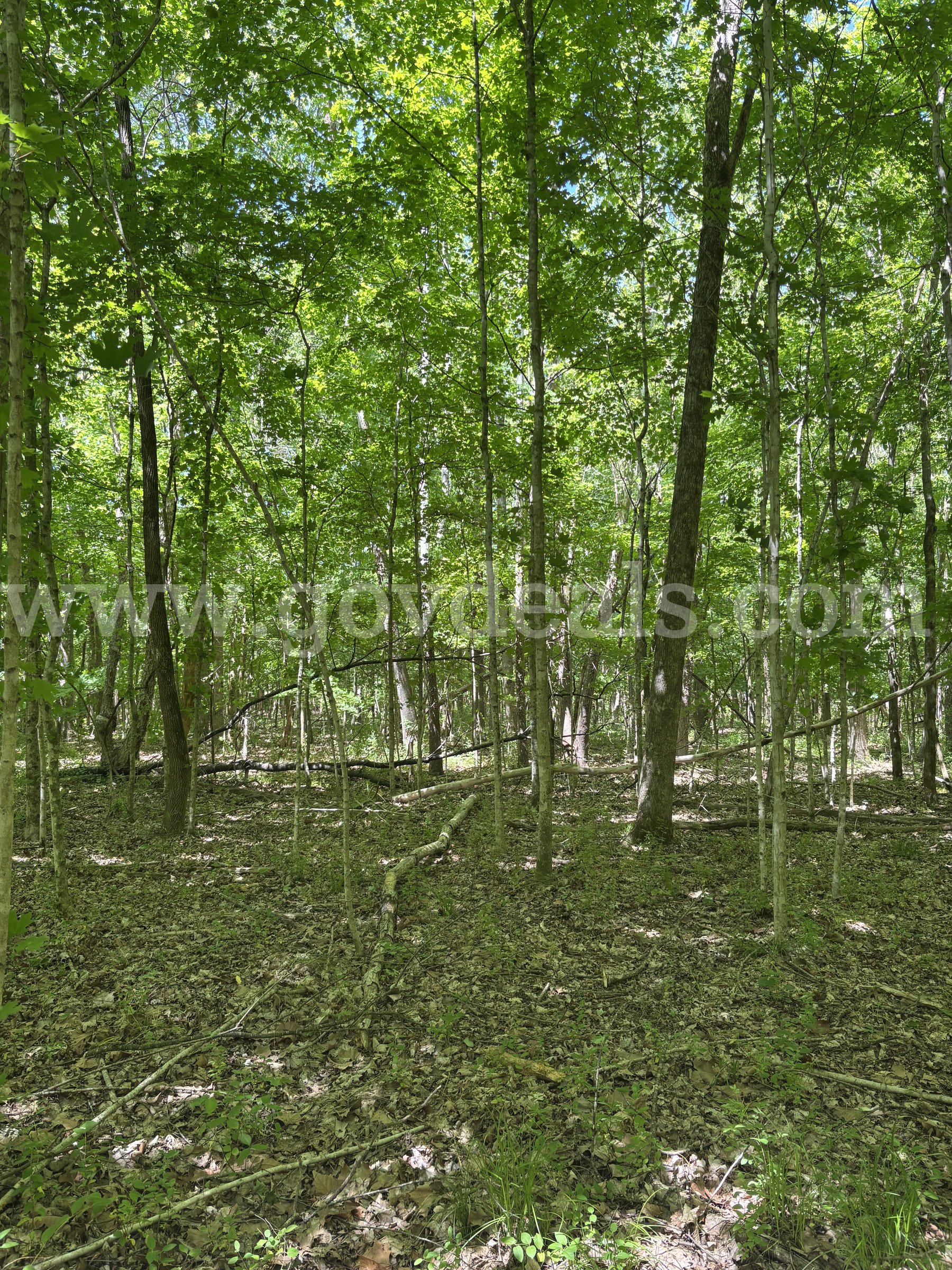 3.87 acres of Wooded Land in Cape Girardeau, Missouri   Government Surplus Auction - Photo #3