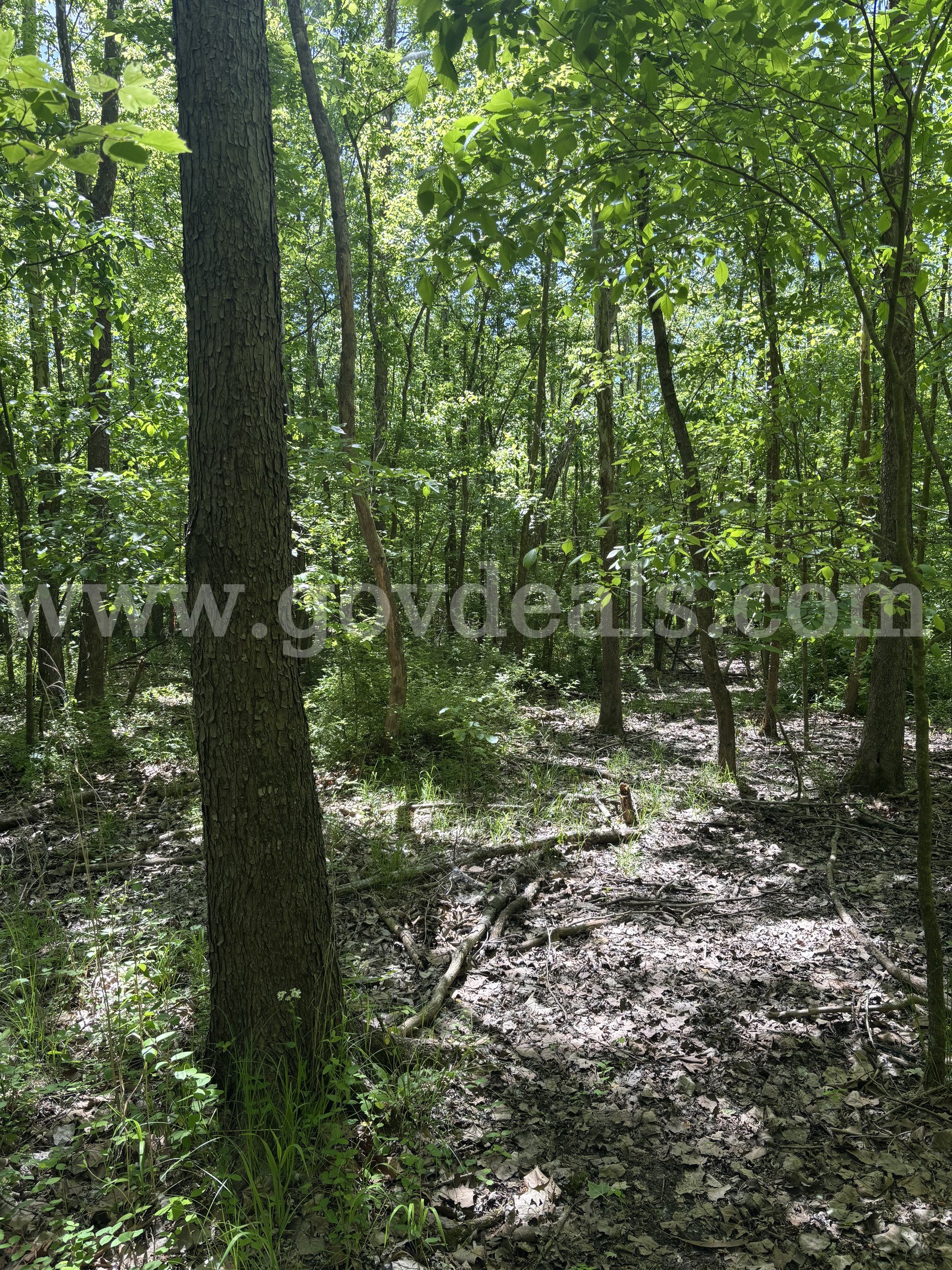 3.87 acres of Wooded Land in Cape Girardeau, Missouri   Government Surplus Auction - Photo #4