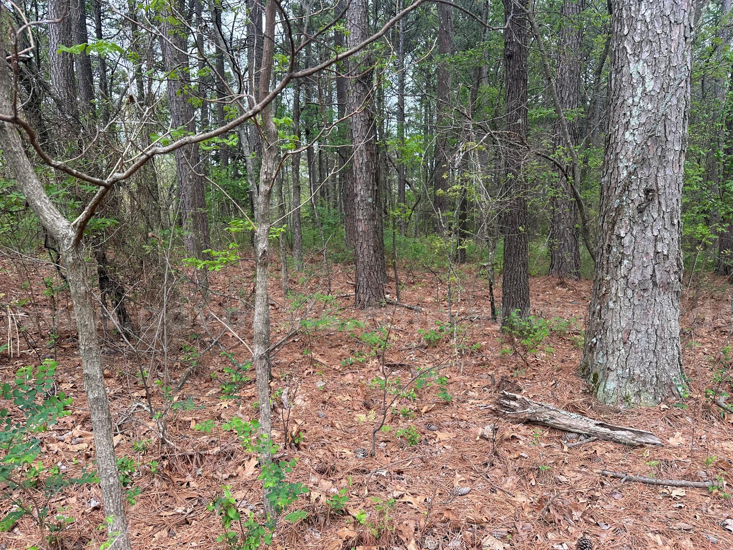 7.25 Acres of Wooded Recreational Land in McDonald County   Government Surplus Auction - Photo #4