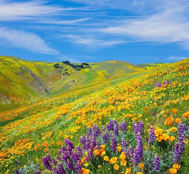 9+ Acres for sale in Tehachapi, CA