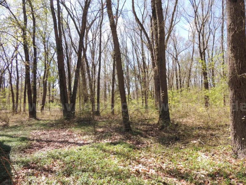 OFF-GRID INVESTMENT: 0.12 ACRES NEAR LOWER SCOTT LAKE – FENNVILLE, MI   Government Surplus Auction - Primary Photo