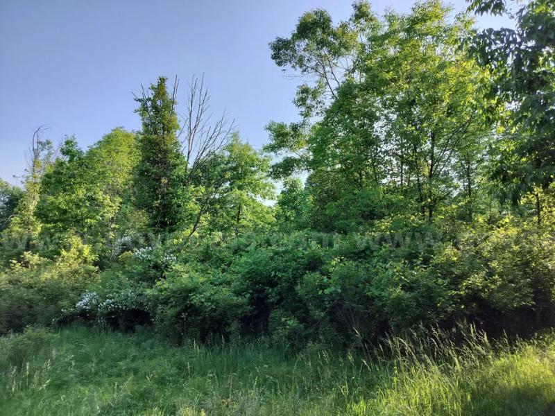 ALLEGAN COUNTY RECREATIONAL ACREAGE | NEAR LOWER SCOTT LAKE   Government Surplus Auction - Primary Photo