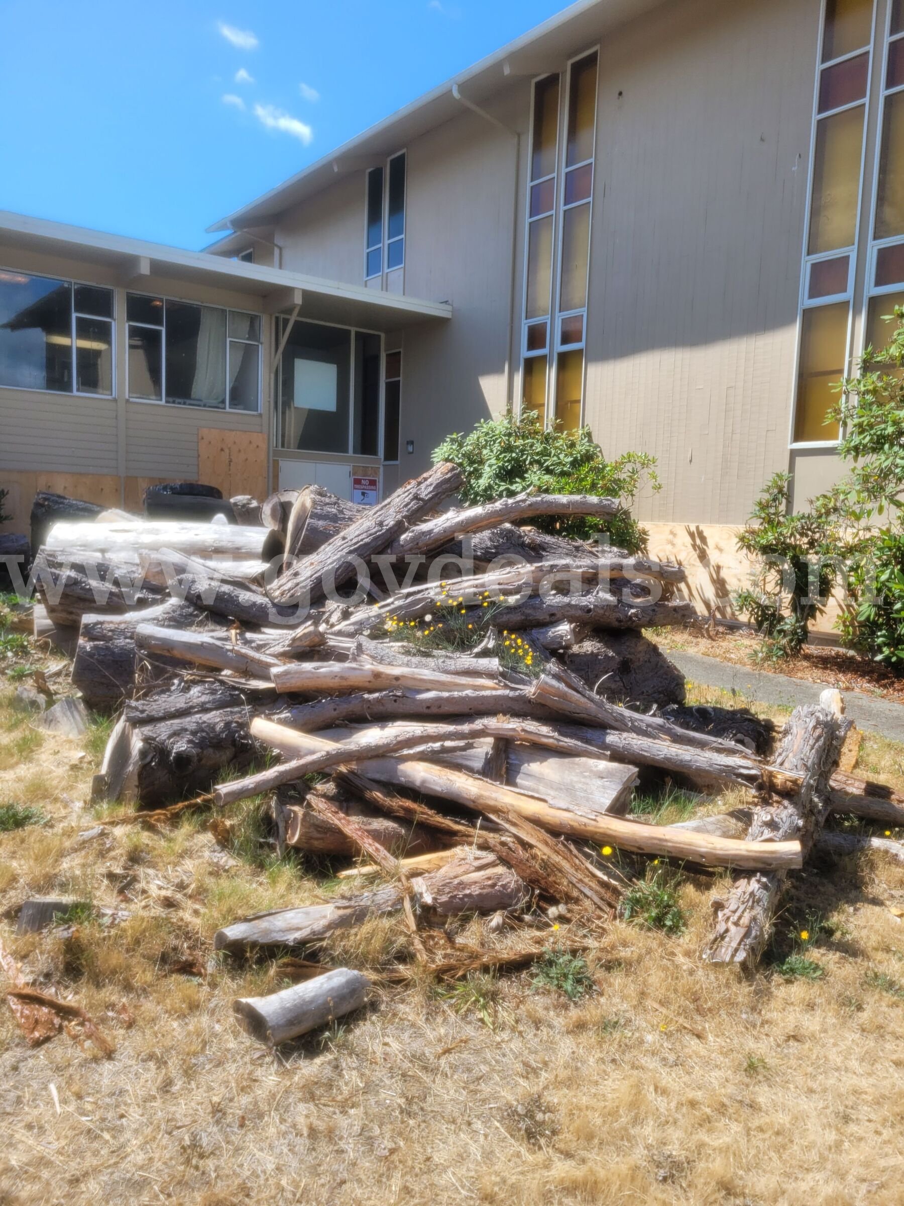Sequoia Tree, Fallen tree trunk and limbs