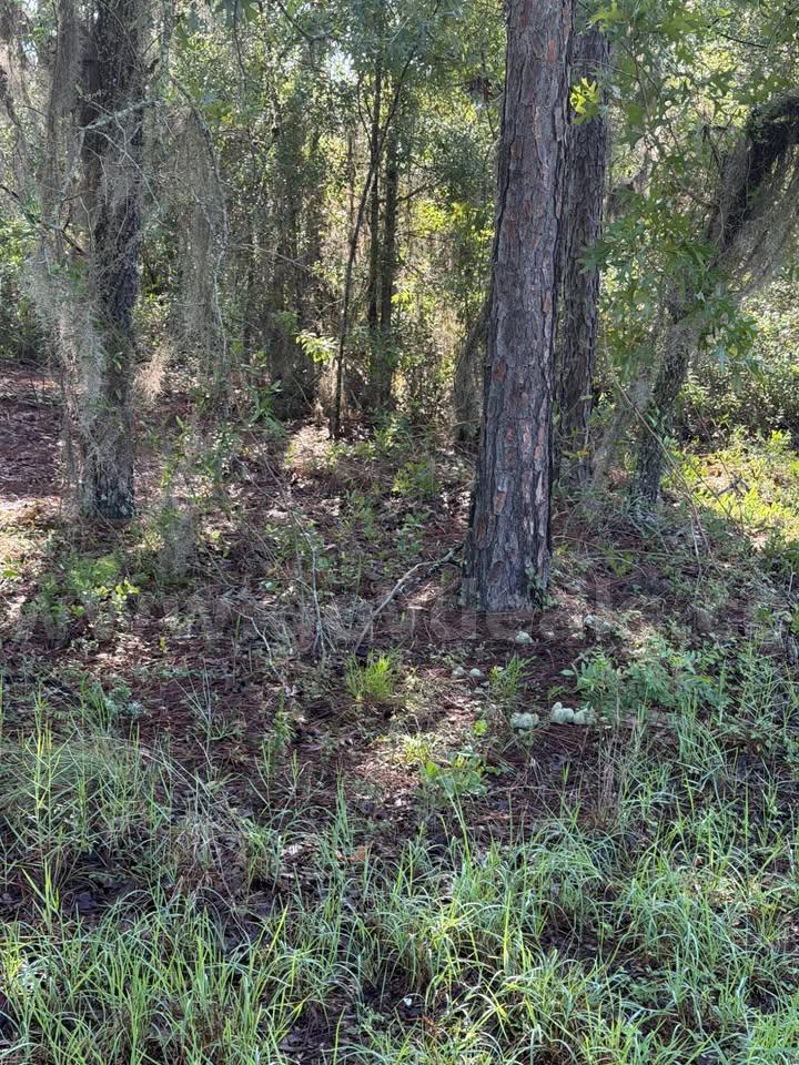 .19-acre buildable lot in Interlachen, FL   Government Surplus Auction - Photo #6