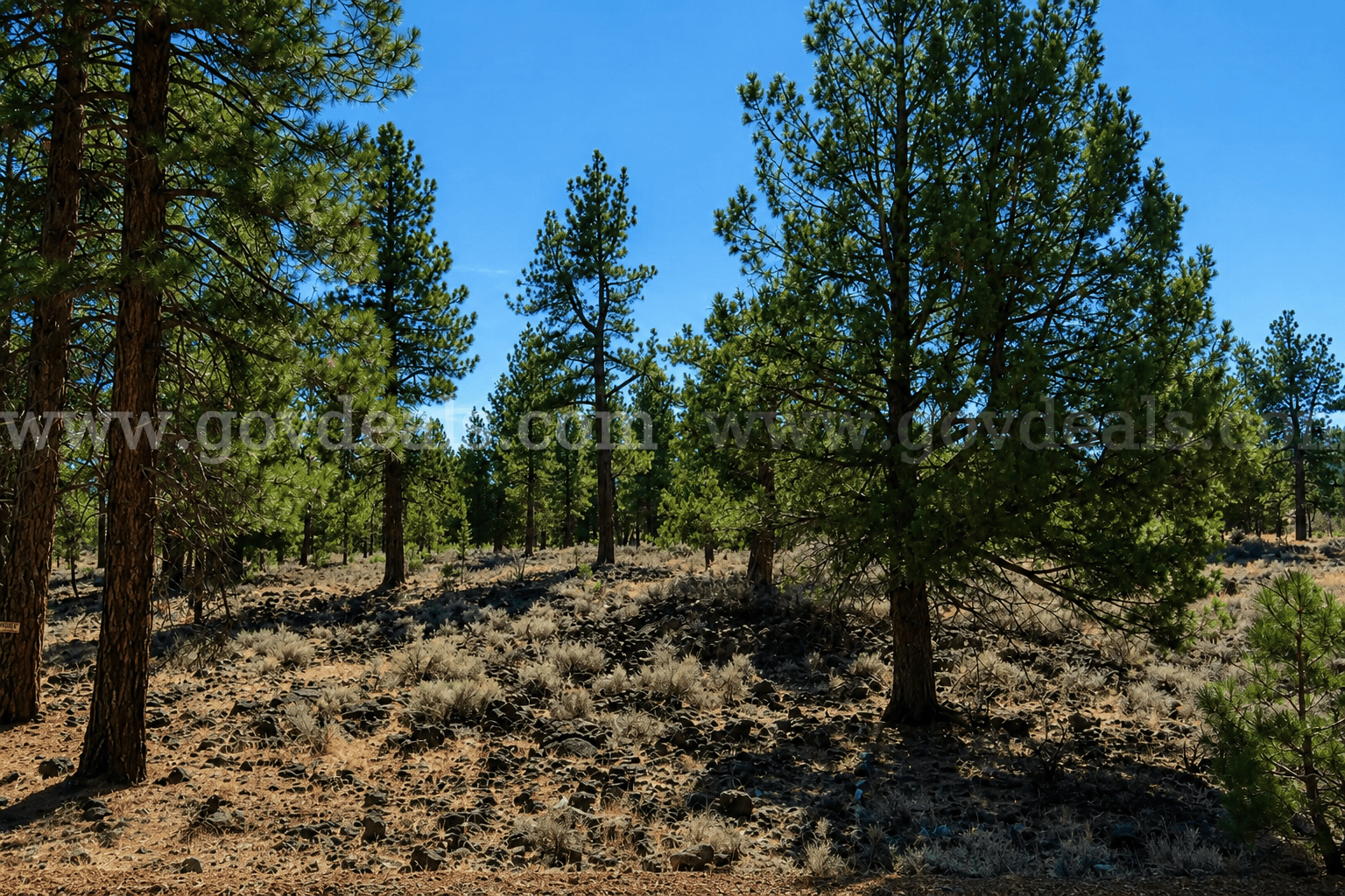 Peaceful 0.28-Acre Homesite near Eagle Lake in Susanville, CA   Government Surplus Auction - Primary Photo