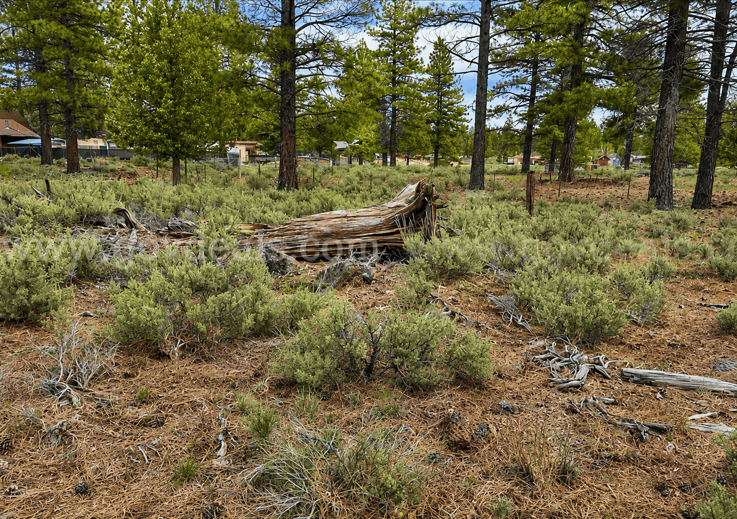 Peaceful 0.28-Acre Homesite near Eagle Lake in Susanville, CA   Government Surplus Auction - Photo #3